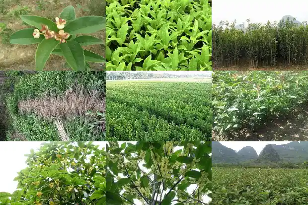 八月桂花香改成夸张句和感叹句1683766837215