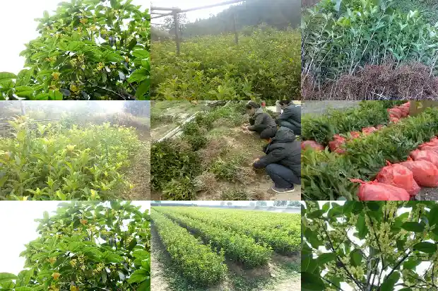八月桂花香改成夸张句和感叹句1683766837263