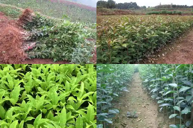 八月桂花香改成夸张句和感叹句1683766837311