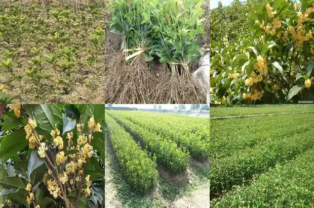 八月桂花香改成夸张句和感叹句1683766837357