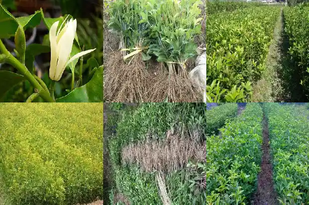 八月桂花香改成夸张句怎么改写1683766890548