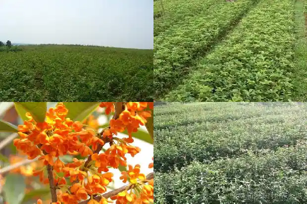 八月桂花香改成夸张句怎么改写1683766890596