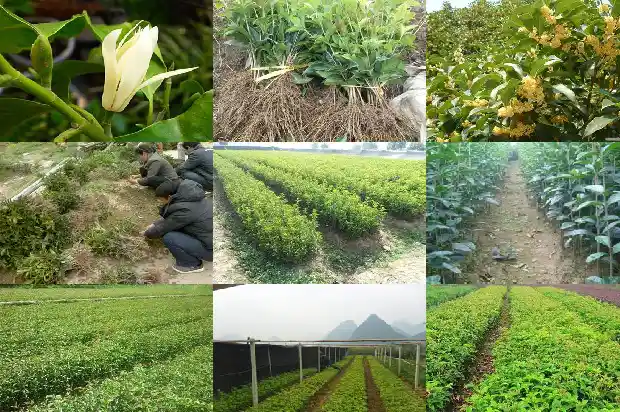 桂花实在是太香了改为夸张句1683766909844