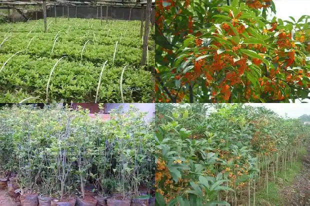 桂花实在是太香了改为夸张句1683766909890