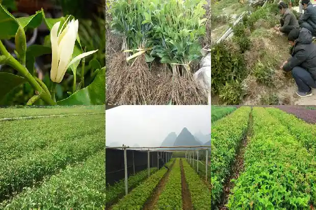 八月桂花开的香改为夸张句怎么写1683766982920