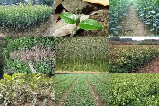 八月的桂花香改为感叹句1683766999922