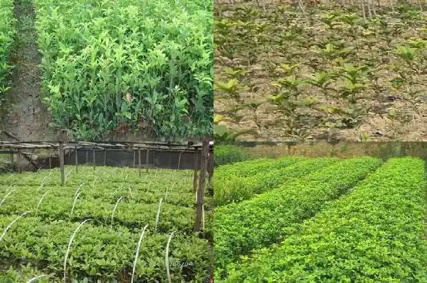 八月的桂花香改为夸张句1683767019567
