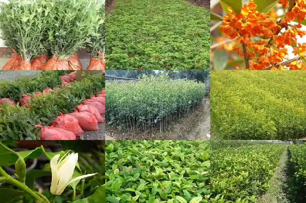 八月的桂花香改为夸张句1683767019615