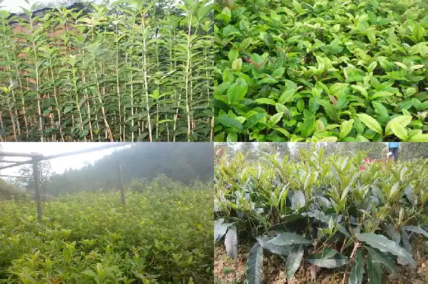 八月的桂花香改为夸张句1683767019663