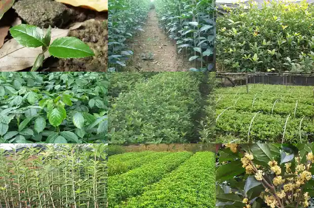八月桂花香又香的下一句是什么1683767041185