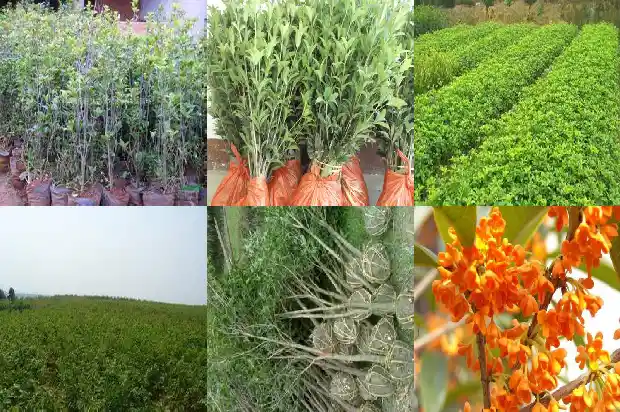 八月桂花香的下一句怎么说1683767060968