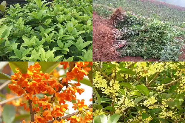 八月桂花香的下一句怎么说1683767061015