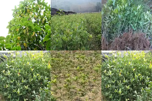 八月桂花香的意思是什么1683767076367