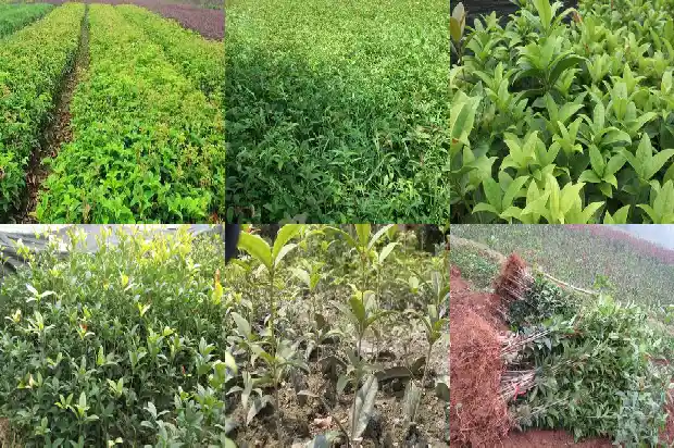 八月桂花香的词语1683767096149