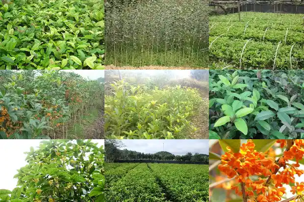 八月桂花香的词语1683767096196