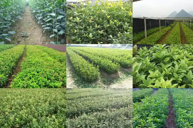 八月桂花香的词语1683767096292