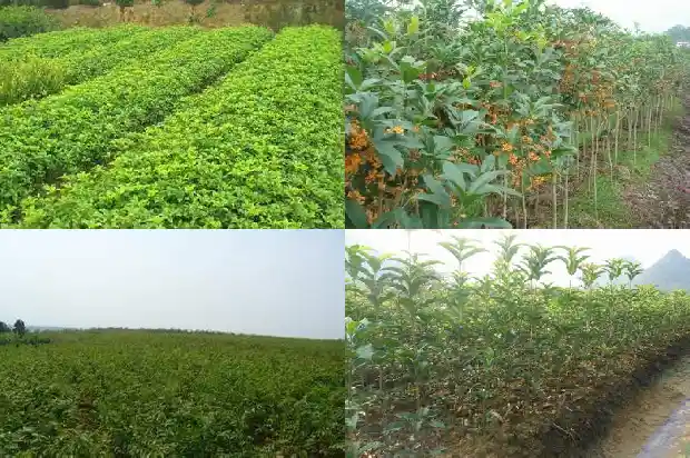 九月的桂花香说词1683767135830