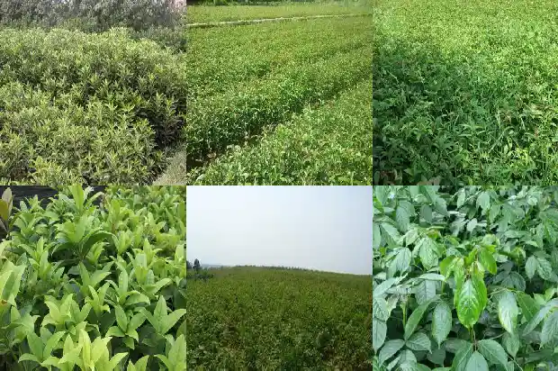 九月的桂花香说词1683767135878