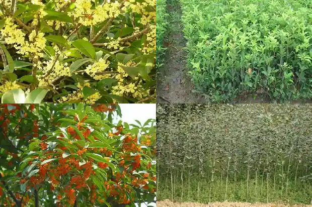 九月的桂花香说词1683767135926