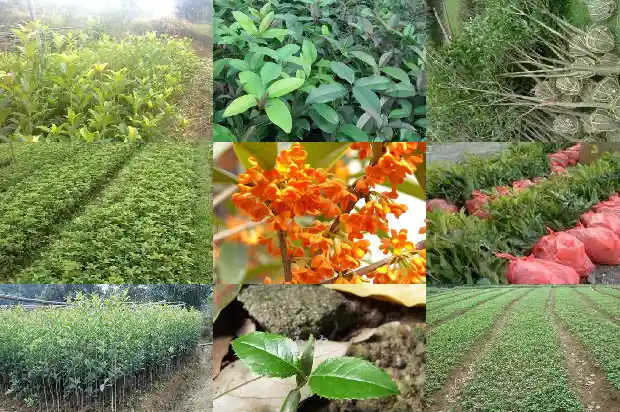 是八月桂花香还是九月桂花香1683767155551