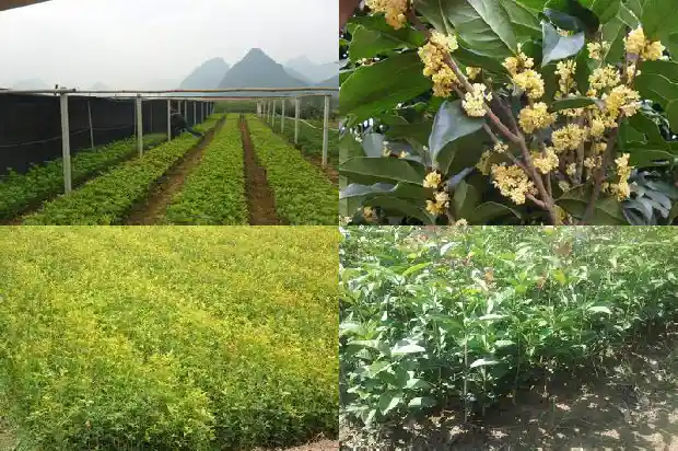 桂花怎样移栽好活一些1688862098615