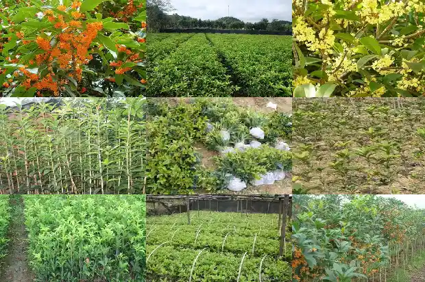 又是八月桂花香1683767172765