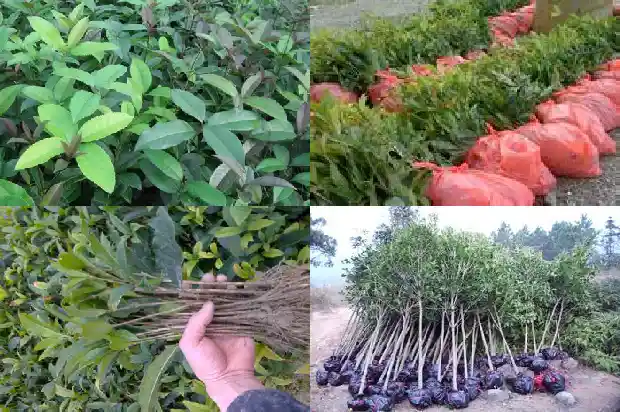 桂花是什么形状的花1688608932342
