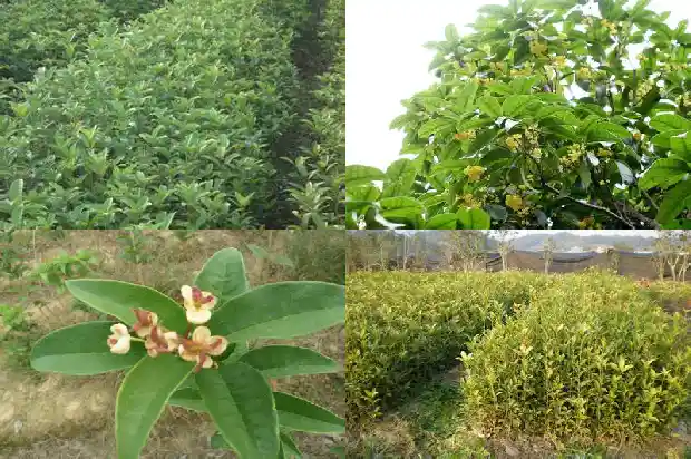八月桂花香说明了什么1683767193241
