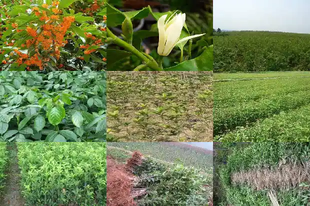 八月桂花香前面一句是什么1683767216990