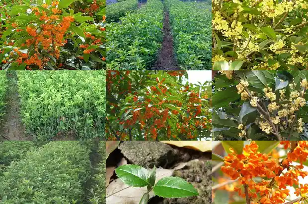 八月桂花香前面一句是什么1683767217037