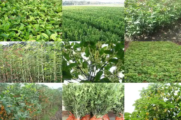 八月桂花香下一句是什么意思呀1683767239097