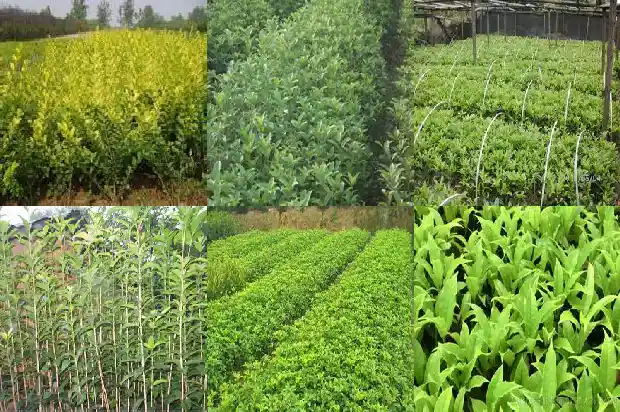 桂花树什么时候施肥1690677423839