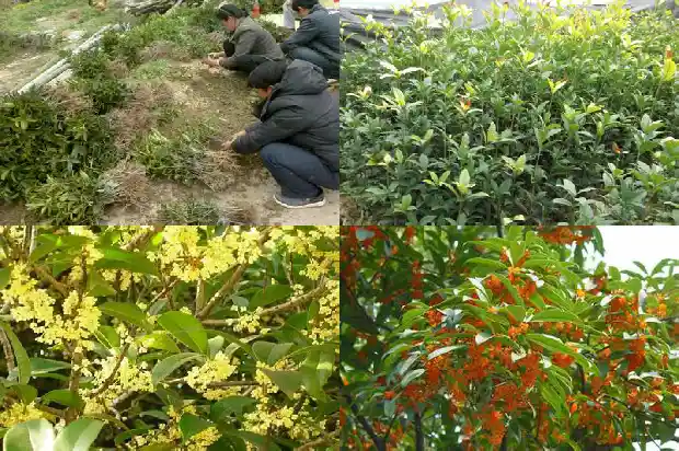 八月桂花香下一句是什么意思呀1683767239240