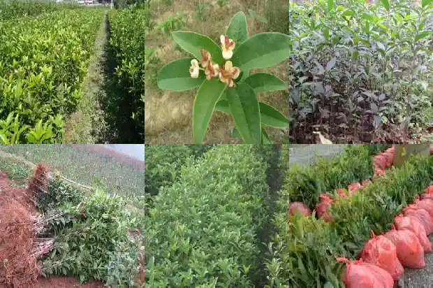 怎么辨别桂花树和其它树1688350964970
