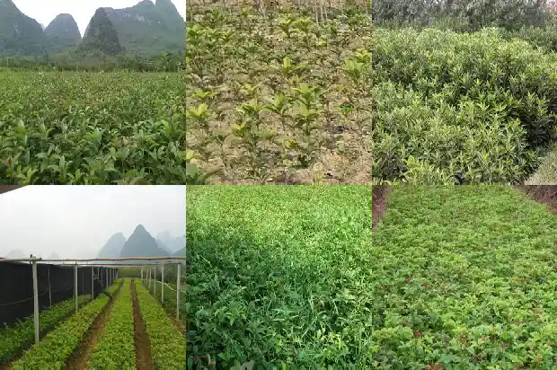 八月桂花香出自哪里1683767291860