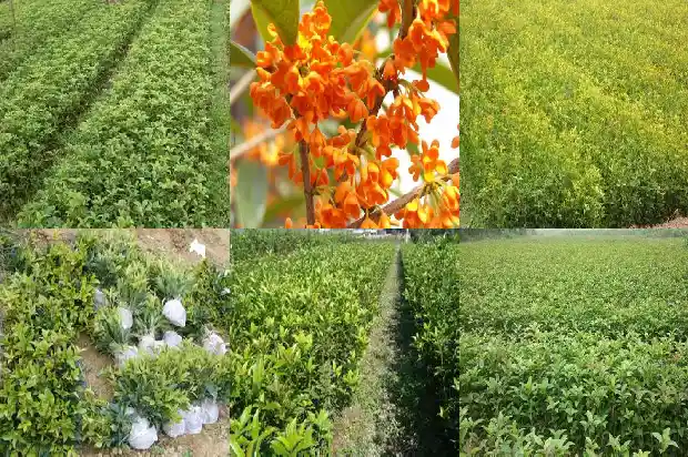 八月桂花香讲的是什么内容1683767363677