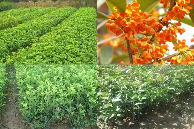 八月桂花香讲的是什么内容1683767363820