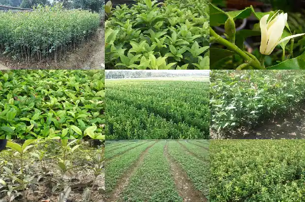 八月桂花遍地开的作者是谁写的1683767375512