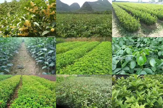 八月桂花遍地开的作者是谁写的1683767375560