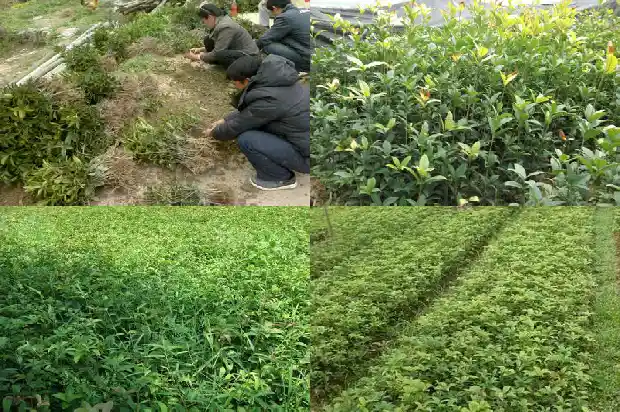 八月桂花遍地开作品分析1683767387349