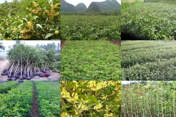 八月桂花遍地开作品分析1683767387492