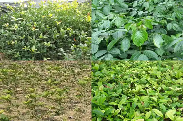 八月桂花开分集介绍1683767404992