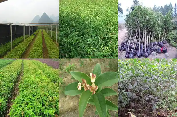 八月桂花开分集介绍1683767405040