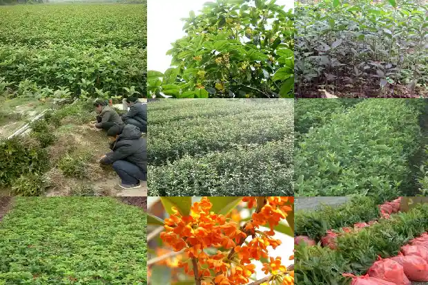 什么时候适合栽桂花1688606294267
