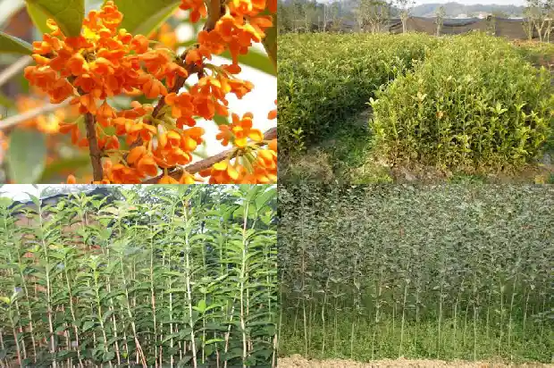 菊花桂花茶的功效与作用1689208272468
