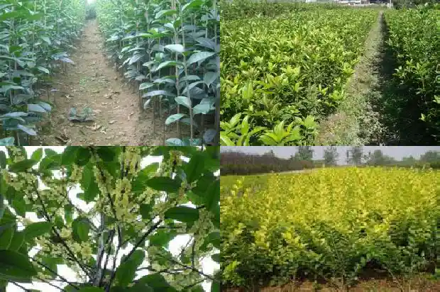 桂花树卖给谁比较好养1690591358750