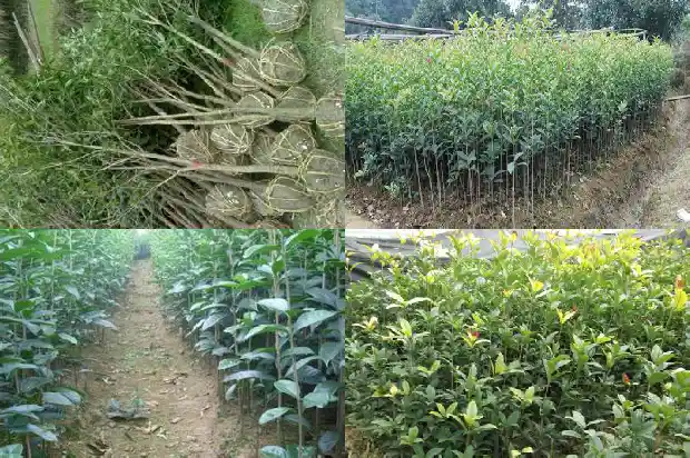 桂花花瓣的数量有多少1688609426067