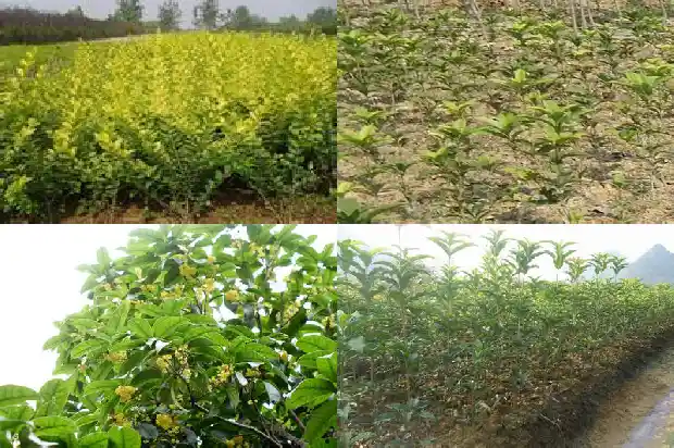 桂花在八月开吗1683767434354