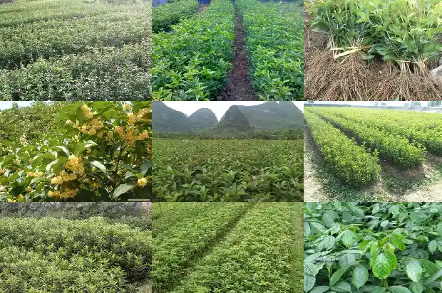 桂花在八月开吗1683767434402