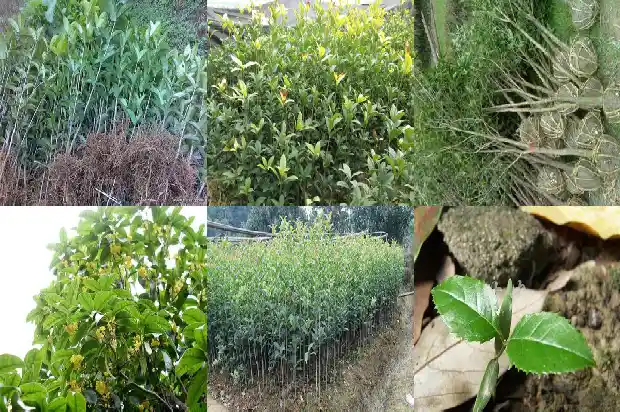 八月桂花香多少集1683767443874